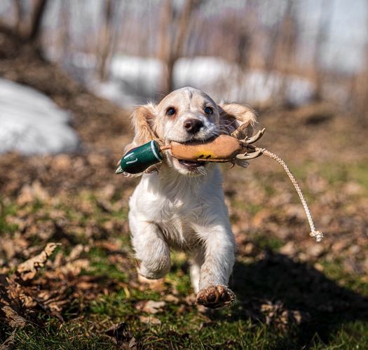 Dokken Puppy Pheasant